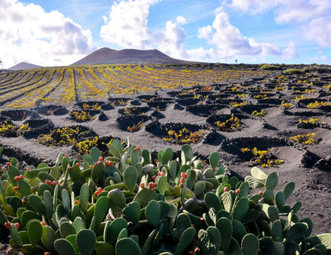 Vineyards along a volcano in La Geria Lanzarote, Canary Islands, Spain.