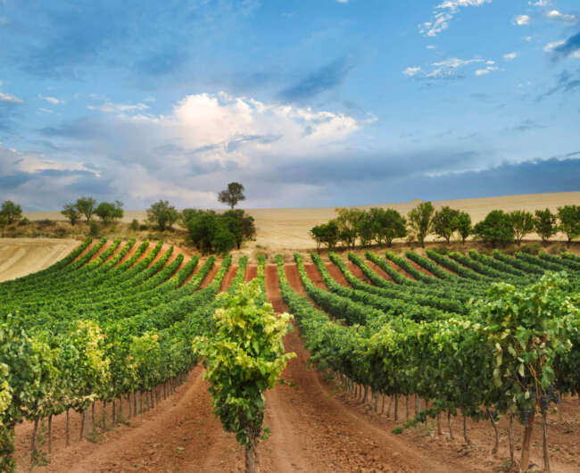 Vineyard field with blue sky and white clouds in the region of Ribera del Duero In Castilla.