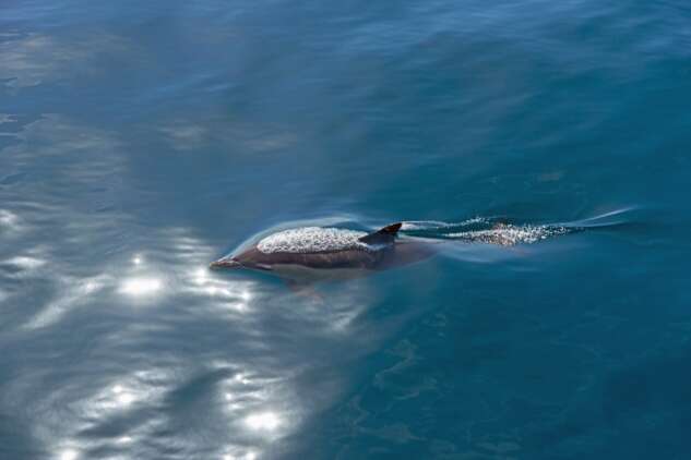 A,Short-beaked,Common,Dolphin,,Delphinus,Delphis,,Breaching,And,Blowing,Air